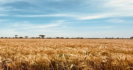 Fertile Lands of Southern Ukraine