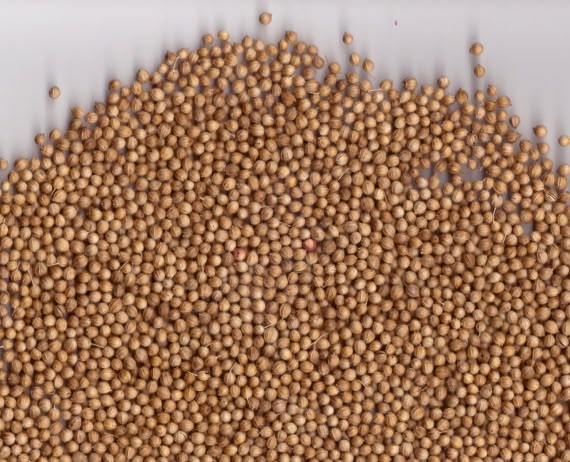 Coriander