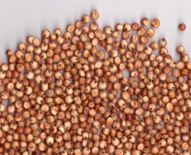 White sorghum