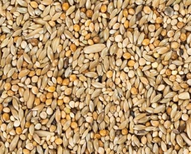 Red sorghum
