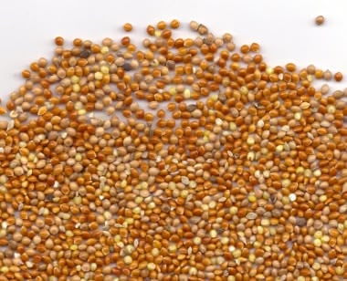 Red millet